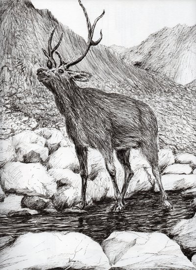 Stag by Vincent Alexander Booth
